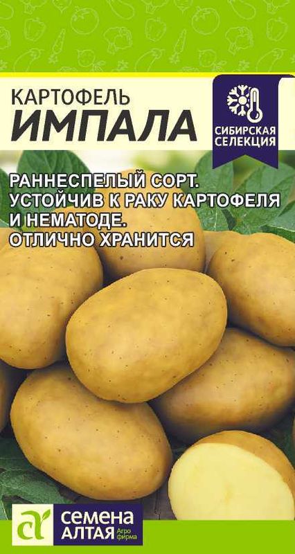 

картофель импала семена, картофель импала семена купить