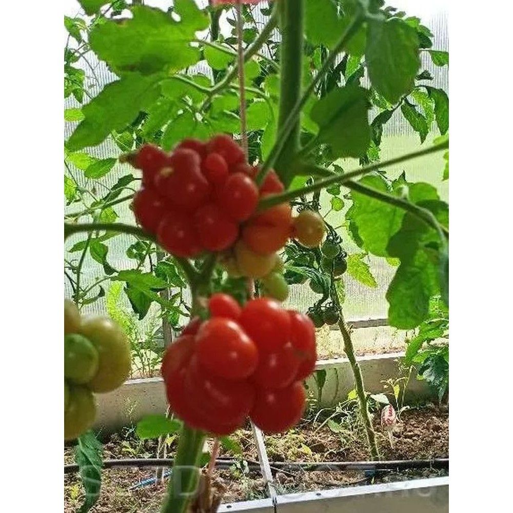 Томат рейсотомат. Томат чесночный путешественник из трансильвании. Томат рейсотомат. Томат рейсотомат. Семена томат рейсетомейт.