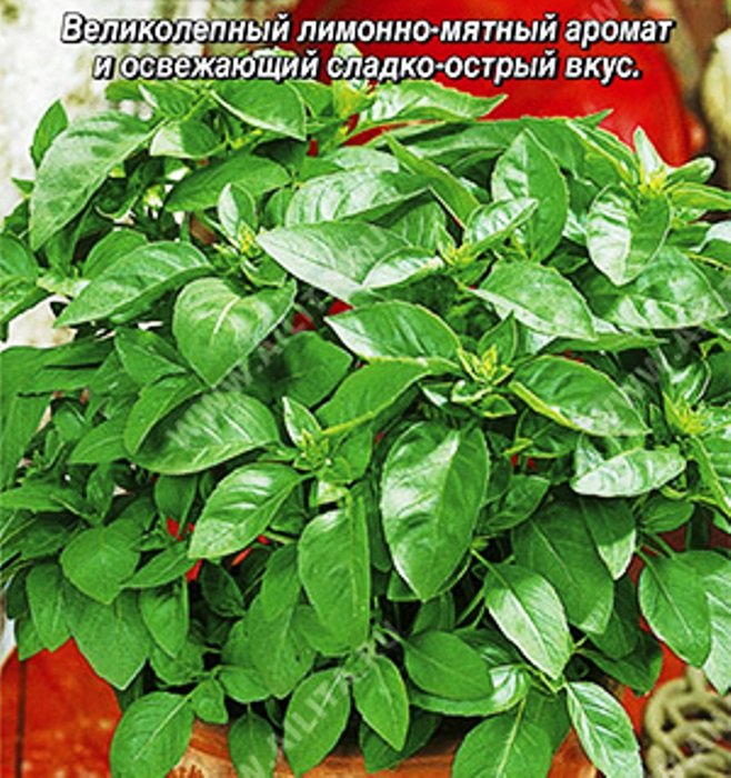 Базилик овощной Лимонное чудо ®