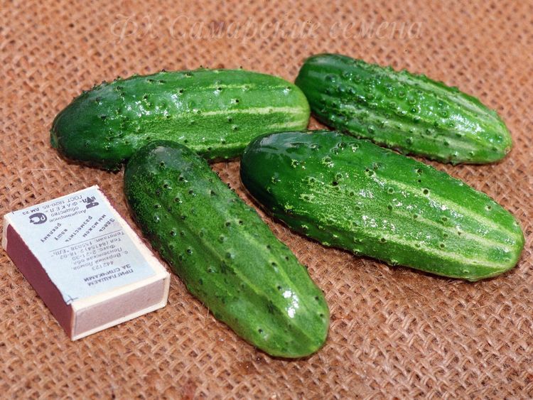 

огурец капелька семена, огурец капелька семена купить