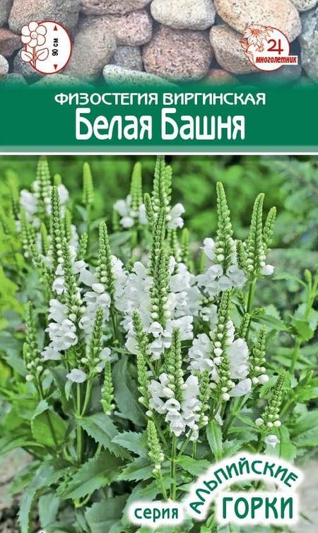Физостегия виргинская Белая Башня