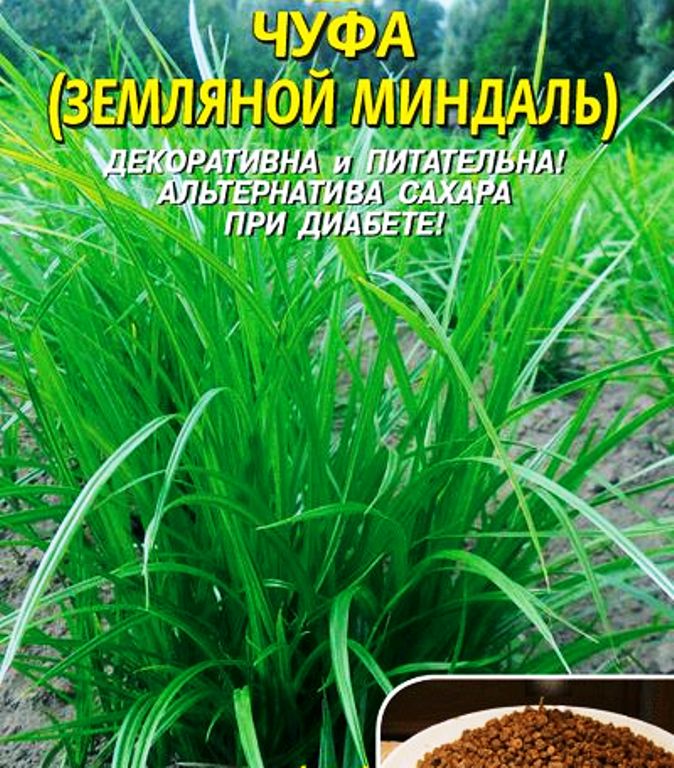 Чуфа (Земляной миндаль)