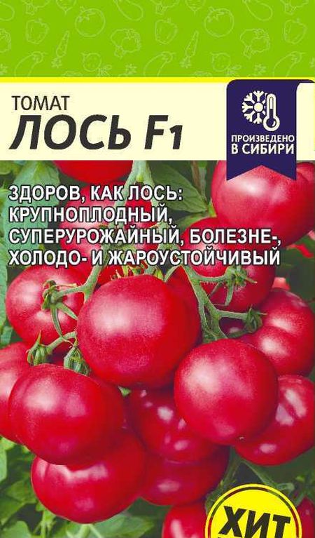 Томат Лось F1: чем уникален гибрид, его описание и агротехника выращивания