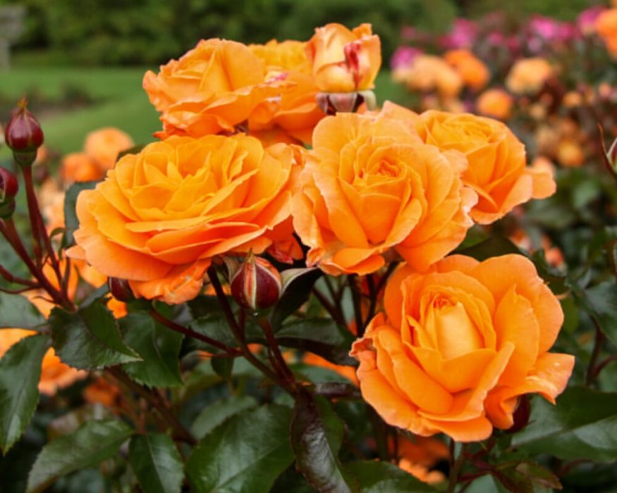 Роза штамбовая Бейби Оранж