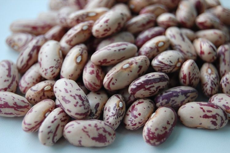 File:Haricots Nombril de bonne soeur01.jpg - Wikimedia Commons