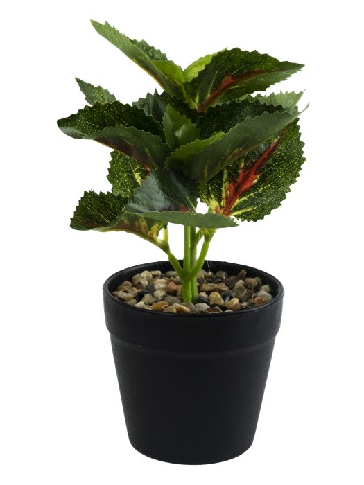 Декоративное растение Комнатный Цветок в кашпо из полиэтилена