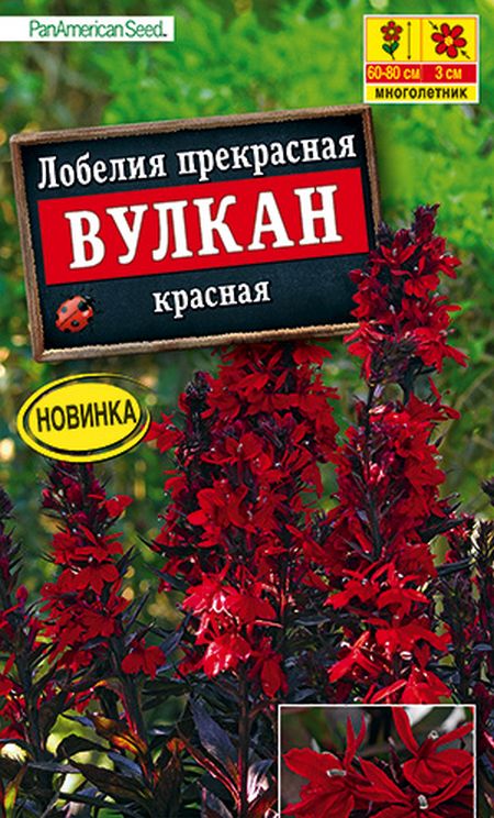 Лобелия Вулкан красная