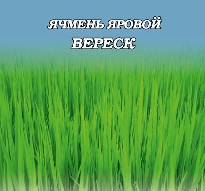 Ячмень яровой Верес