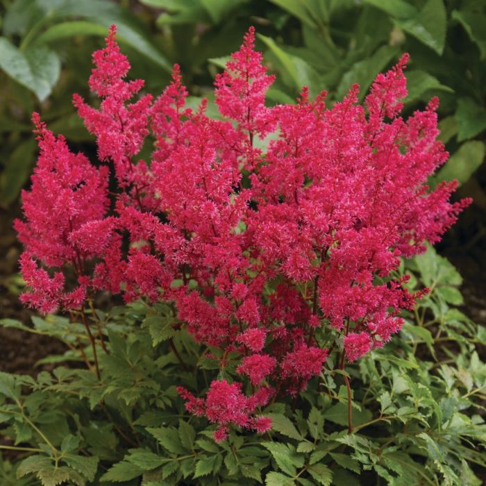 

Астильба Арендса Этна