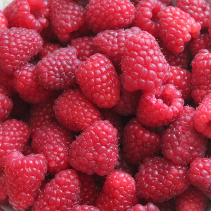 Топ лучшей малины. Малина делнива. Высокоурожайные сорта малины. Химбо сорт малина. Сорт малины калашник.