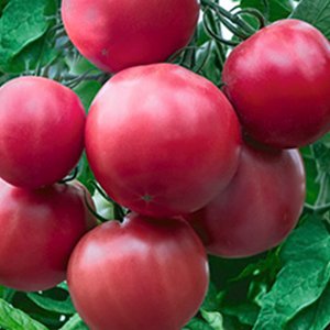 томат красное море отзывы фото урожайность