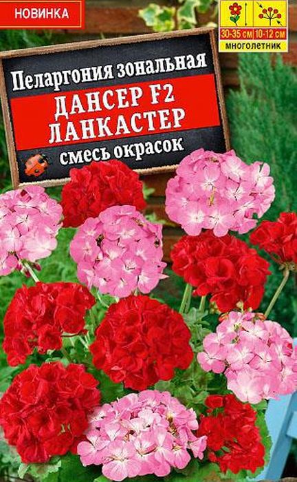 Пеларгония Дансер F2 Ланкастер, смесь окрасок