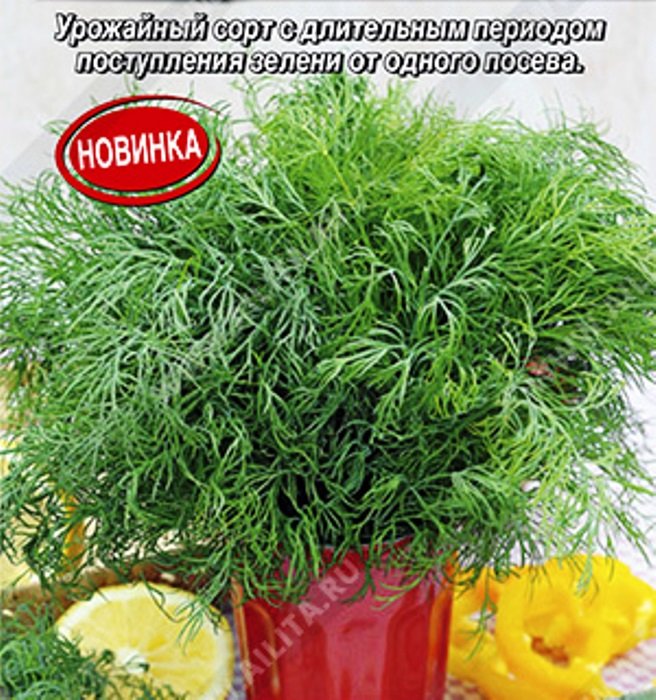 Укроп Русские традиции