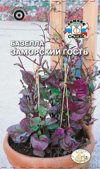 Базелла Заморский гость