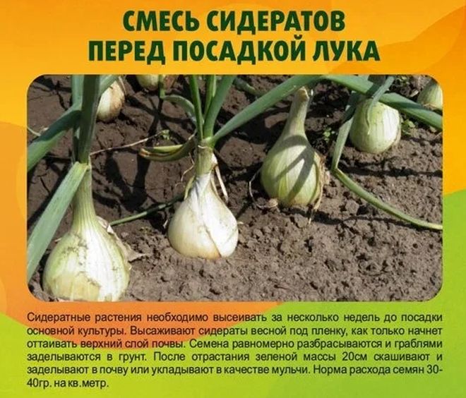 Смесь сидератов для Лука 0,5 кг.