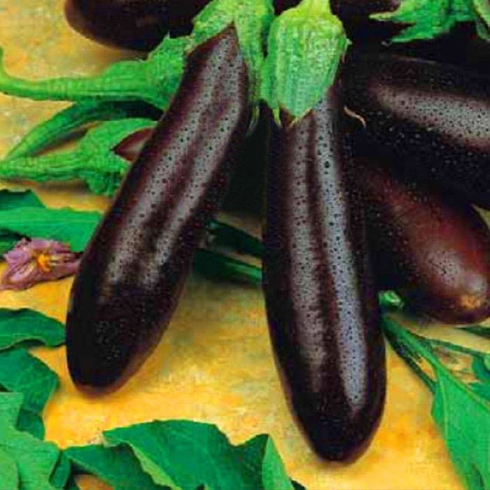 Отзывы о баклажане Алексеевском