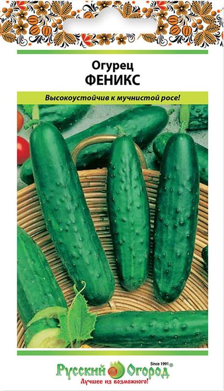 

огурец феникс семена, огурец феникс семена купить