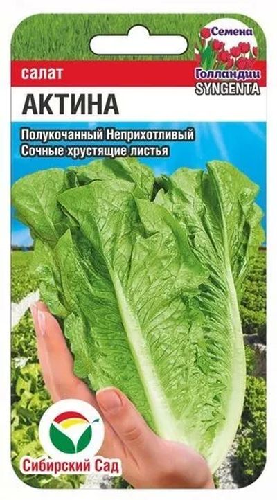 

салат полукочанный актина семена, салат полукочанный актина семена купить