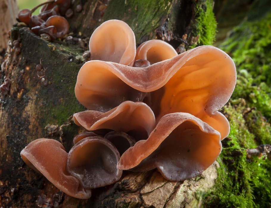 Черный древесный гриб (Мо-эр, или Муэр)