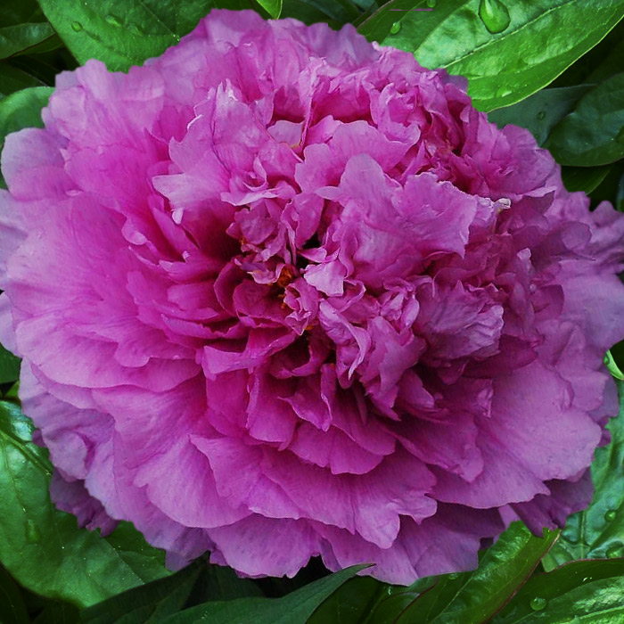 

Пион древовидный Орнамент