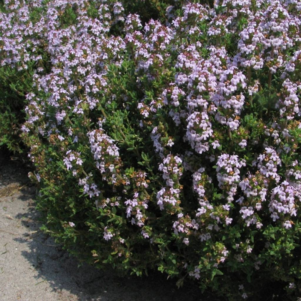 Тимьян обыкновенный Winter Thyme