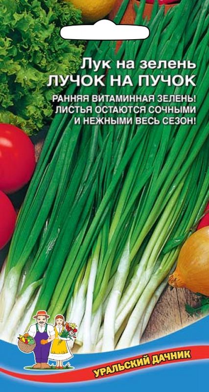 

лук на зелень лучок на пучок семена, лук на зелень лучок на пучок семена купить