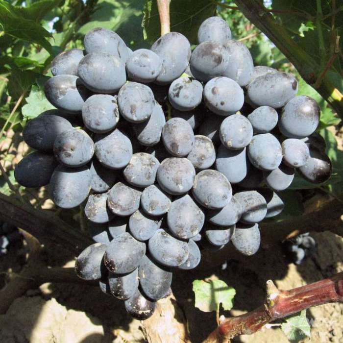 Виноград Гала