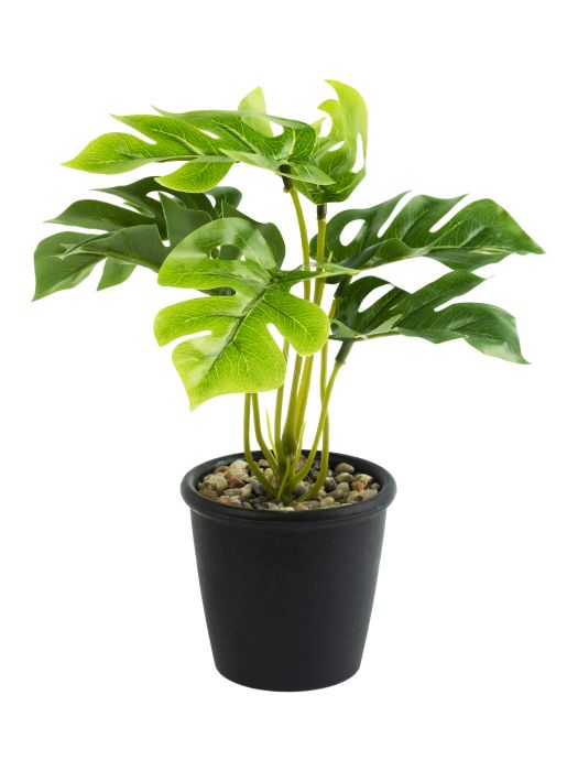Декоративное растение Зеленое в кашпо из полиэтилена
