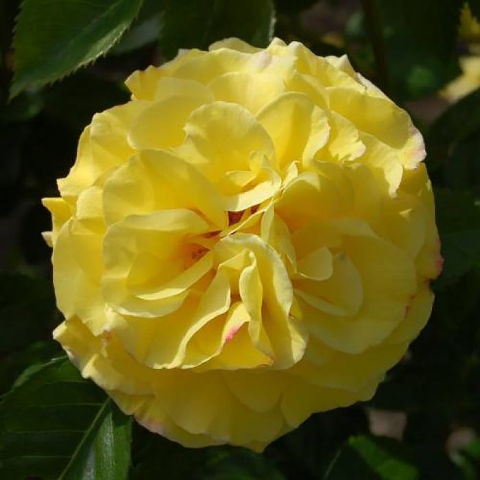 Роза Лихткёнигин Лючия