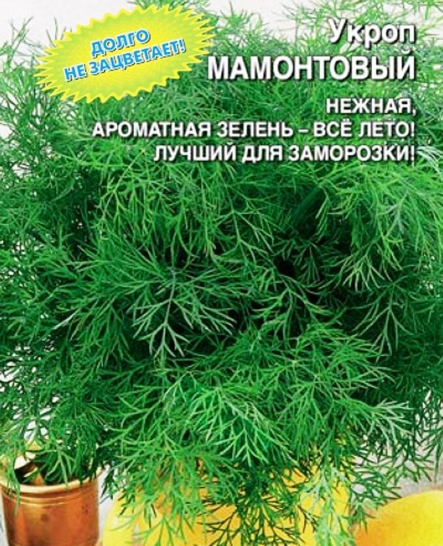 

укроп мамонтовый семена, укроп мамонтовый семена купить