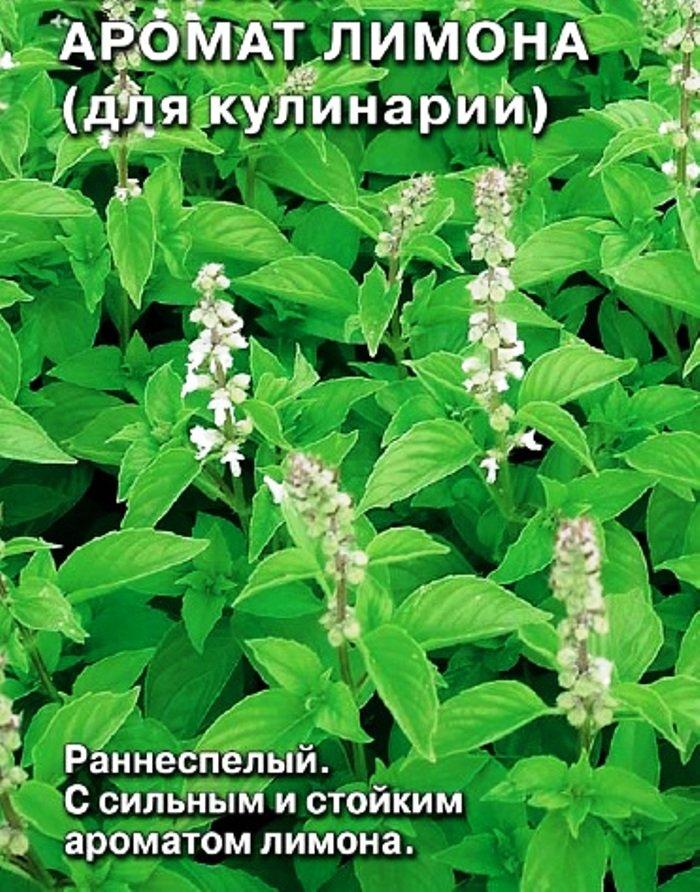 

базилик аромат лимона (для кулинарии) семена, базилик аромат лимона (для кулинарии) семена купить