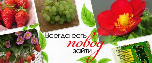 Купить Семена Почтой Русский Огород