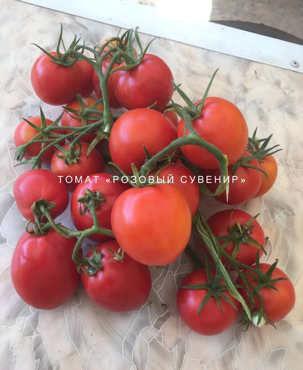 

томат розовый сувенир семена, томат розовый сувенир семена купить