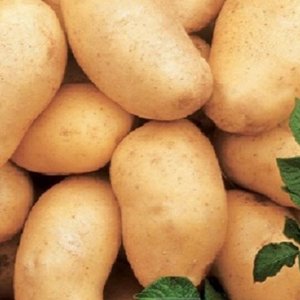 Картофель Императрица 