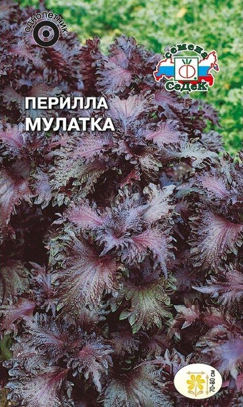 

перилла мулатка семена, перилла мулатка семена купить