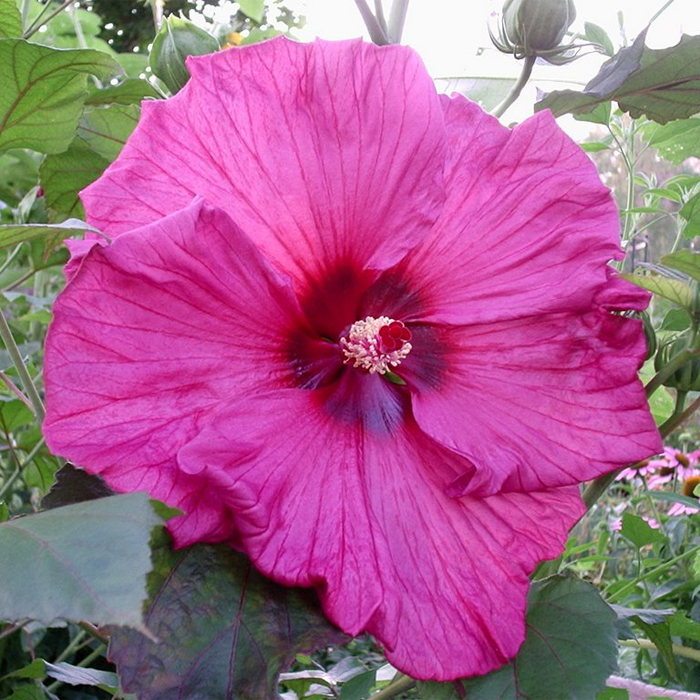 Гибискус Plum Crazy