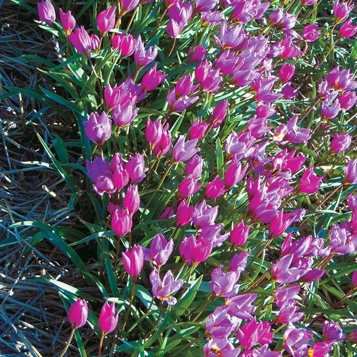 Ботанические тюльпаны - купить луковицы с доставкой по России.