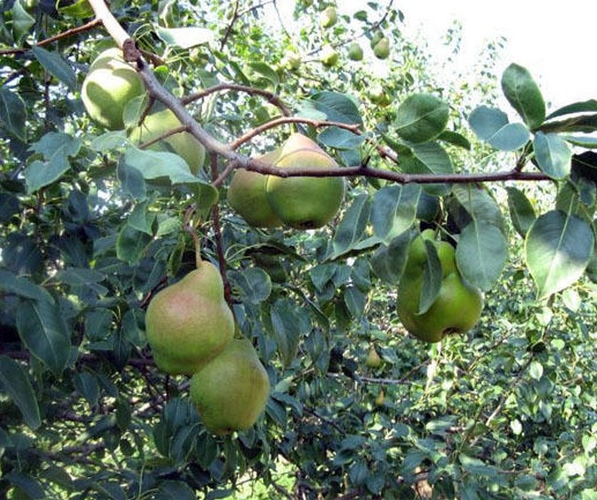 Груша Добрянка (карлик)