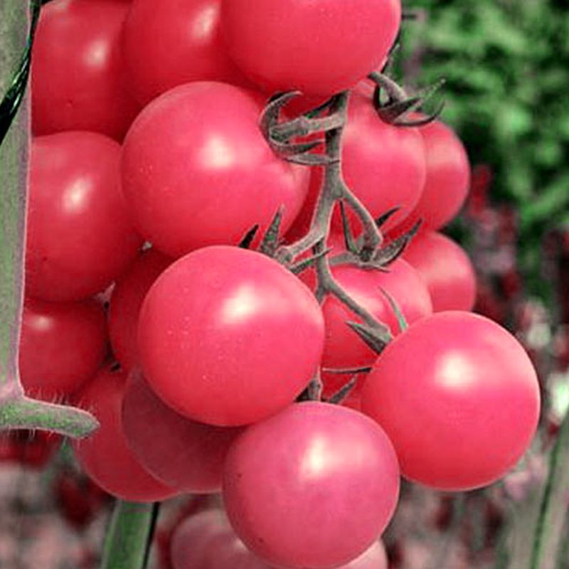 томат малиновый черри. томат малиновый черри. томат сладкий фонтан f1. томат f1 малинов. томат черри барбарис.