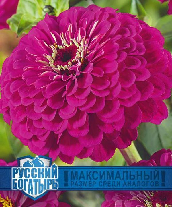 Цинния Великан пурпурный серия Русский богатырь