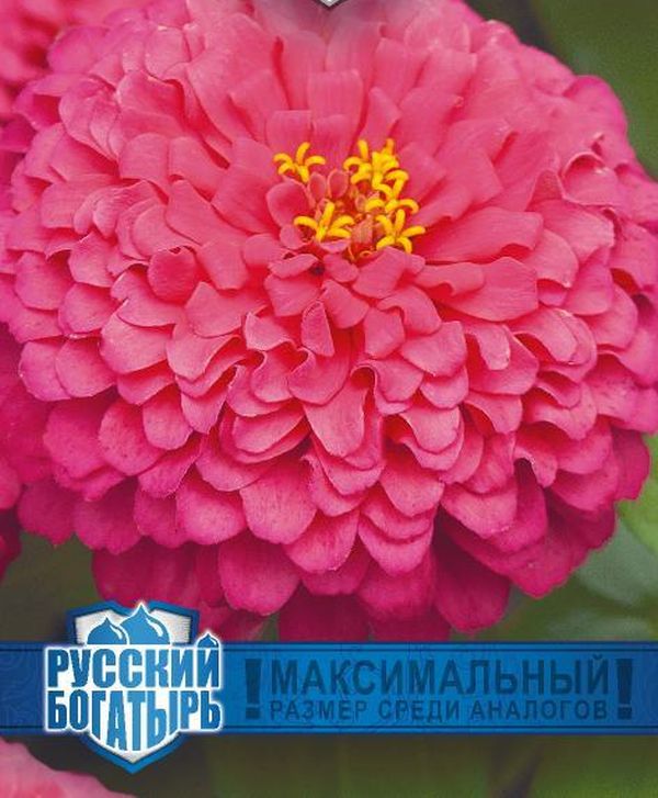 Цинния Великан розовый серия Русский богатырь