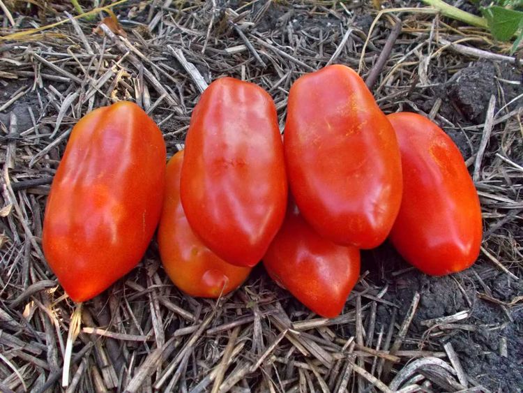 Pin on gardening