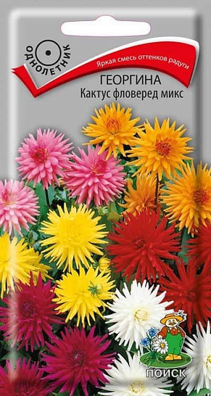 Георгина Кактус фловеред микс