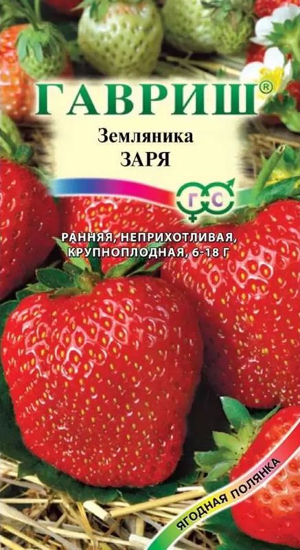 

земляника заря пробирка семена, земляника заря пробирка семена купить