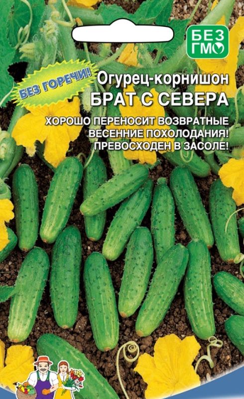 

огурец брат с севера семена, огурец брат с севера семена купить