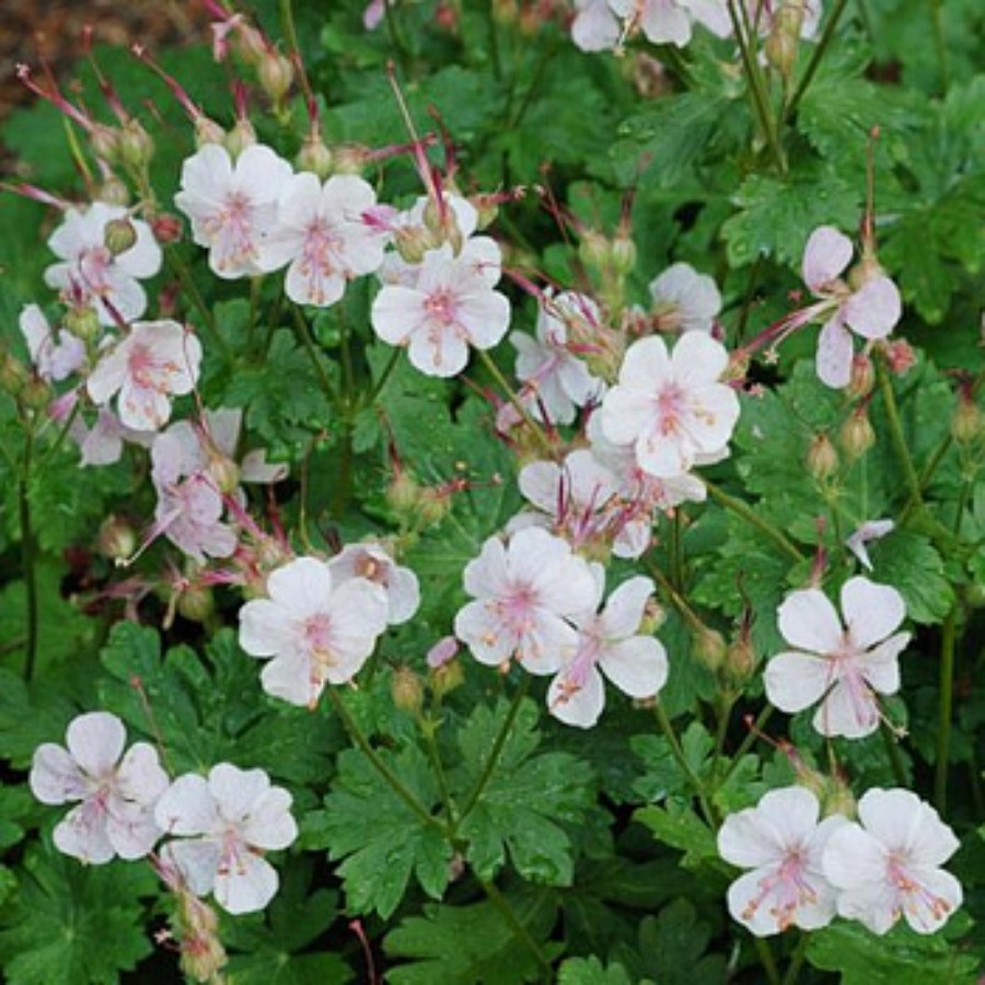 Герань Садовая Многолетняя Купить Саженцы В Новосибирске