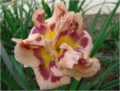 Hemerocallis Flamboyant Edges