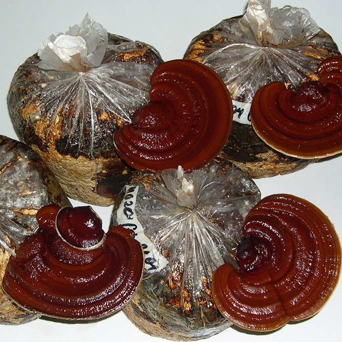 Рейши (блок)