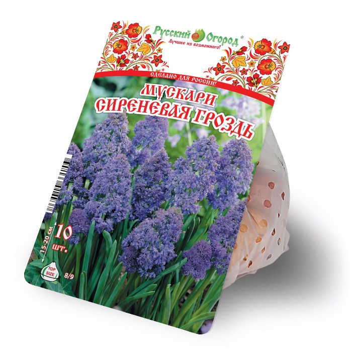 Мускари Сиреневая гроздь