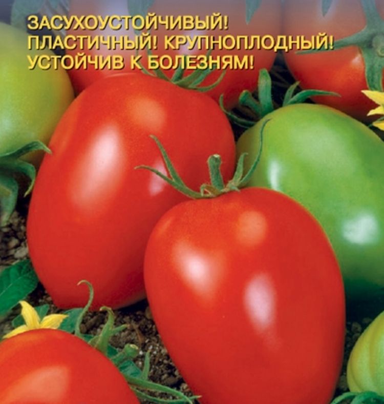 Томат Канопус Отзывы Фото Урожайность